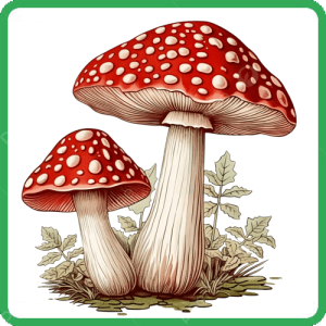 Amanita Muscaria